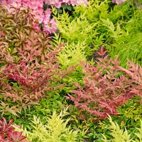 Nandina Mix 23cm
Nandina Mix 23cm