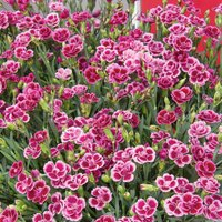 Dianthus Pink Kisses 10.5cm
Dianthus Pink Kisses 10.5cm