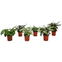 Calathea Mix 17cm
Calathea Mix 17cm