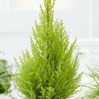 Cupressus Goldcrest (Cypress) Pyramid 11cm
Cupressus Goldcrest (Cypress) Pyramid 11cm