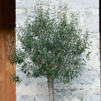 Olive Mini Standard 18cm
Olive Mini Standard 18cm