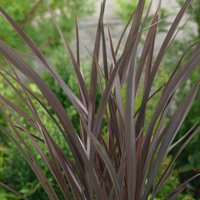 Phormium Tenax 28cm
Phormium Tenax 28cm