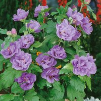 Hibiscus Chiffon
Hibiscus Chiffon