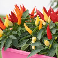 Capsicum annuum Joker Mix in ton-sur-ton pot (Capsicum annuum)
Capsicum annuum Joker Mix in ton-sur-ton pot (Capsicum annuum)