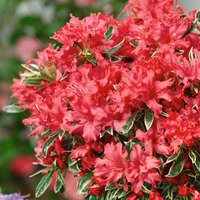 Azalea Silver Sword (Azalea)
Azalea Silver Sword (Azalea)