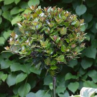 Ilex 'Little Rascal'
Ilex 'Little Rascal'