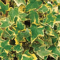 Hedera helix Mix
Hedera helix Mix