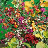 Cotoneaster Mix - 14cm
Cotoneaster Mix - 14cm