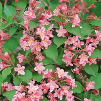 Weigela Mix (Weigela florida)
Weigela Mix (Weigela florida)