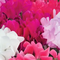 Ibiza Cyclamen Plant in Coloured Pot - 21cm
Ibiza Cyclamen Plant in Coloured Pot - 21cm