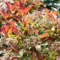 Photinia fraseri 'Red Robin'
Photinia fraseri 'Red Robin'