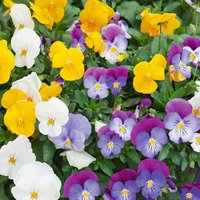Pansy Viola Ibiza Coloured Pot - 21cm
Pansy Viola Ibiza Coloured Pot - 21cm