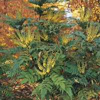 Mahonia med. 'Charity' (Mahonia x media 'Winter Sun')
Mahonia med. 'Charity' (Mahonia x media 'Winter Sun')