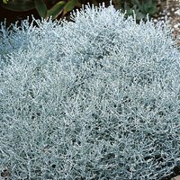 Calocephalus Brownii (Calocephalus brownii)
Calocephalus Brownii (Calocephalus brownii)