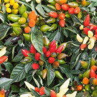 Capsicum Salsa Mix (Capsicum frutescens 'Salsa')
Capsicum Salsa Mix (Capsicum frutescens 'Salsa')