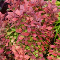 Hedging Trolley - Berberis Mix (Berberis thunbergii)
Hedging Trolley - Berberis Mix (Berberis thunbergii)