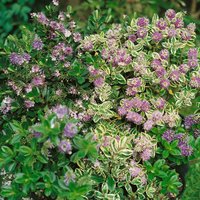 Hebe Variegated 2L
Hebe Variegated 2L