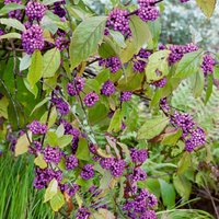 Callicarpa bod. 'Profusion' (Callicarpa Bodinieri)
Callicarpa bod. 'Profusion' (Callicarpa Bodinieri)