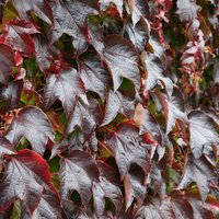 Parthenocissus (Parthenocissus quinquefolia)
Parthenocissus (Parthenocissus quinquefolia)