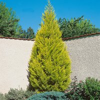 Cupressus macr. Goldcrest Wilma Pyramid (Cupressus macrocarpa 'Goldcrest')
Cupressus macr. Goldcrest Wilma Pyramid (Cupressus macrocarpa 'Goldcrest')