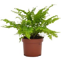 Nephrolepis (Boston Fern) House Plant - 12cm
Nephrolepis (Boston Fern) House Plant - 12cm