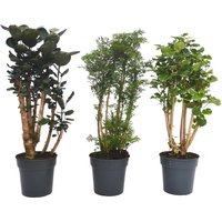 Polyscias mix 27cm
Polyscias mix 27cm