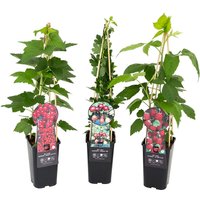 Soft Fruit Plant Mix - 1.5 L
Soft Fruit Plant Mix - 1.5 L