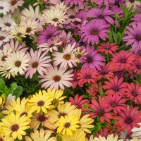 Osteospermum 12cm
Osteospermum 12cm