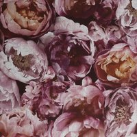 House Beautiful Blooming Pink Pop Wallpaper
House Beautiful Blooming Pink Pop Wallpaper