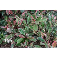 Photinia Pink Louise 30L
Photinia Pink Louise 30L