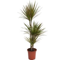 Dracaena marginata Mix (Dragon Tree) 60 -30 -15 - Pot Size 21cm
Dracaena marginata Mix (Dragon Tree) 60 -30 -15 - Pot Size 21cm