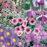 Basket and Container Plants 9.5cm
Basket and Container Plants 9.5cm