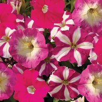 Petunia 6pk
Petunia 6pk