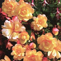 Begonia 6pk
Begonia 6pk
