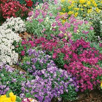 Alpine Jumbo Mix (Alpine Plants)