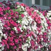 Petunia Trailing 6pk
Petunia Trailing 6pk