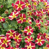 Petunia Queen of Hearts 1L
Petunia Queen of Hearts 1L