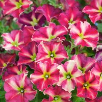 Petunia Cha Chang 1L
Petunia Cha Chang 1L