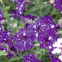 Petunia Nightsky 1L
Petunia Nightsky 1L