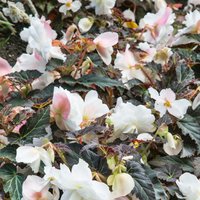 Begonia Mocca 1L
Begonia Mocca 1L