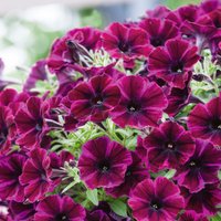 Petunia Johnny Flame 1L
Petunia Johnny Flame 1L