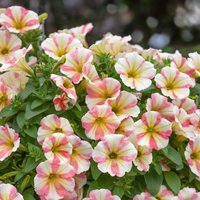 Petunia Peppy Sunset 1L
Petunia Peppy Sunset 1L