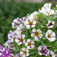 Petunia Peppy Blueberry Muffin 1L
Petunia Peppy Blueberry Muffin 1L