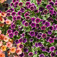 Petunia Rim Magenta 1L
Petunia Rim Magenta 1L