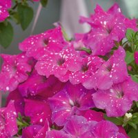 Petunia Baby Doll 1L
Petunia Baby Doll 1L