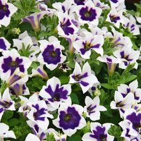 Petunia Rim Violet 1L
Petunia Rim Violet 1L