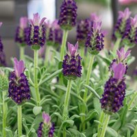 Lavandula Stoechas in Purple Bowl
Lavandula Stoechas in Purple Bowl