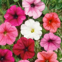 Maxi Petunia Trailing 6pk
Maxi Petunia Trailing 6pk