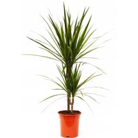 Dragon Plant
Dragon Plant