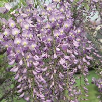 Wisteria Sinensis 5L
Wisteria Sinensis 5L